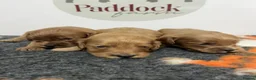 Cavapoo dogs for sale: 🌟 Beautiful Cavapoo puppies 🌟 - Advert 1