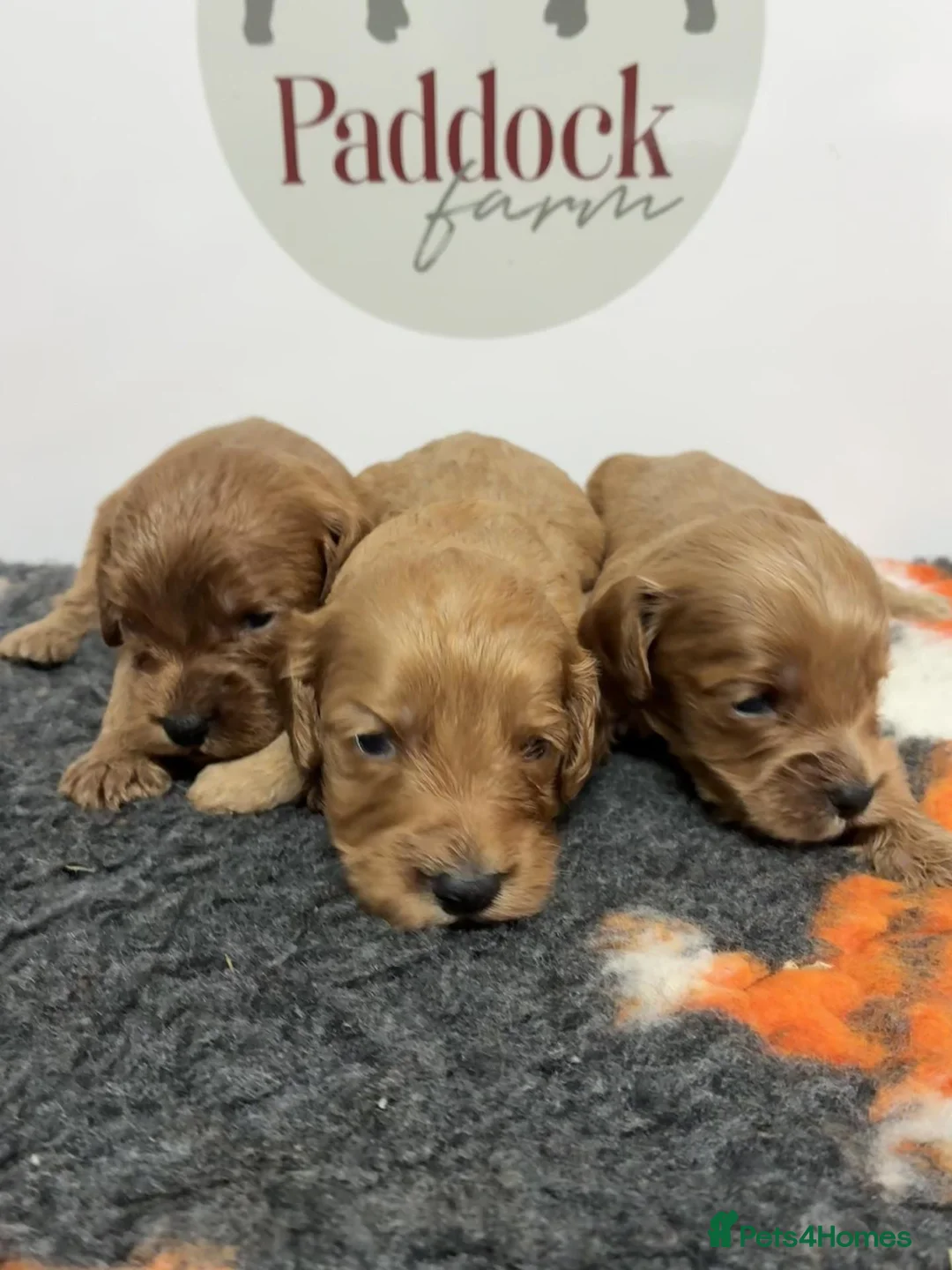 Cavapoo dogs for sale: 🌟 Beautiful Cavapoo puppies 🌟 - Advert 1