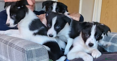 Border Collie dogs - Advert 5