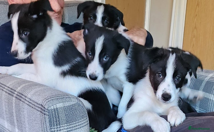 Border Collie dogs - Advert 10