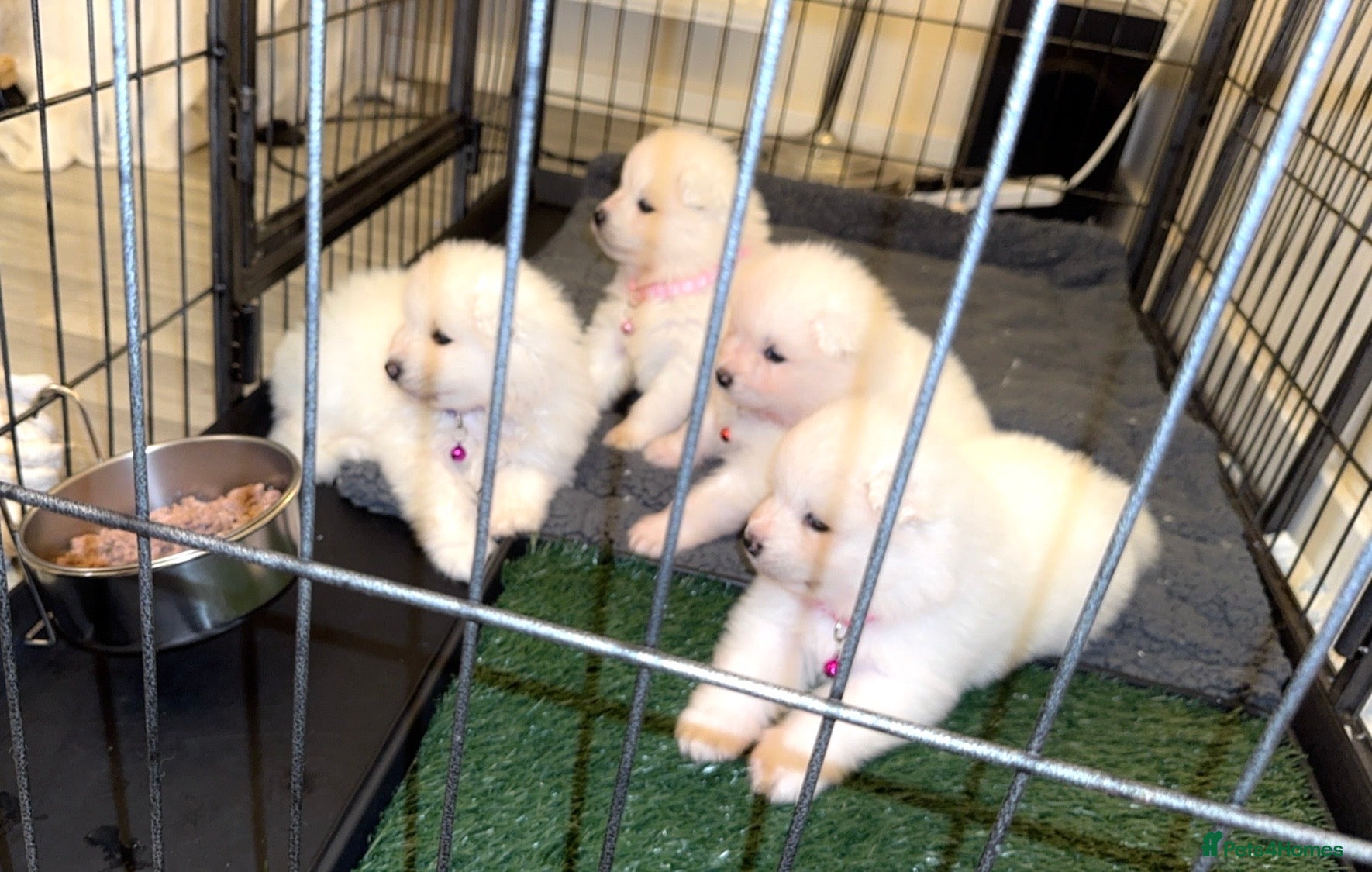 Samoyed dogs LAST 2 SAMOYED PUPS LEFT❤️  - Advert 4