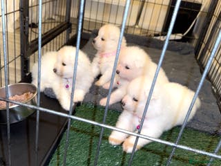 Samoyed dogs LAST 2 SAMOYED PUPS LEFT❤️ - Advert 4