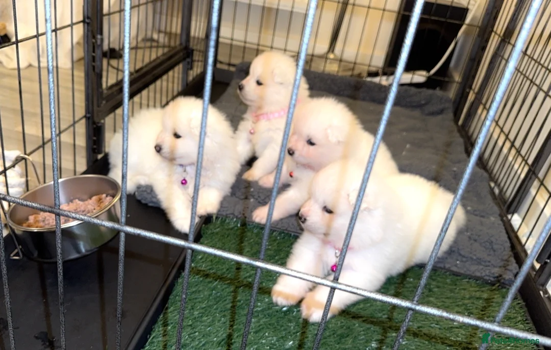 Samoyed dogs for sale: NOW VACCINATED AND CHIPPED Last pup remains ❤️ - Advert 6