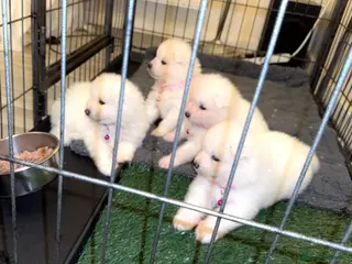 Samoyed dogs Grass Trained✨1 SAMMY GIRL REMAINS - Advert 2