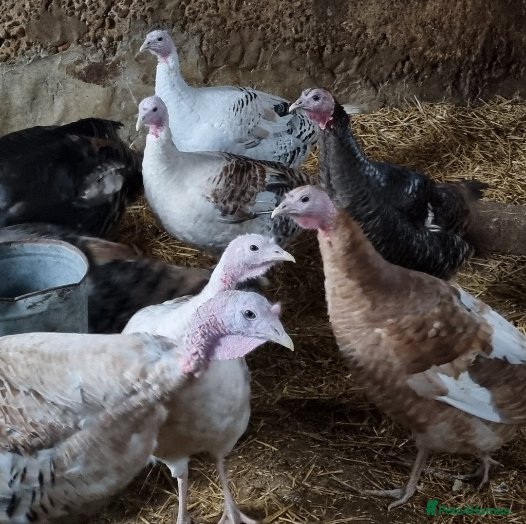 Turkeys poultry for sale: Turkeys for sale  - Advert 1