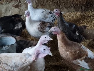 Turkeys poultry Turkeys for sale - Advert 1