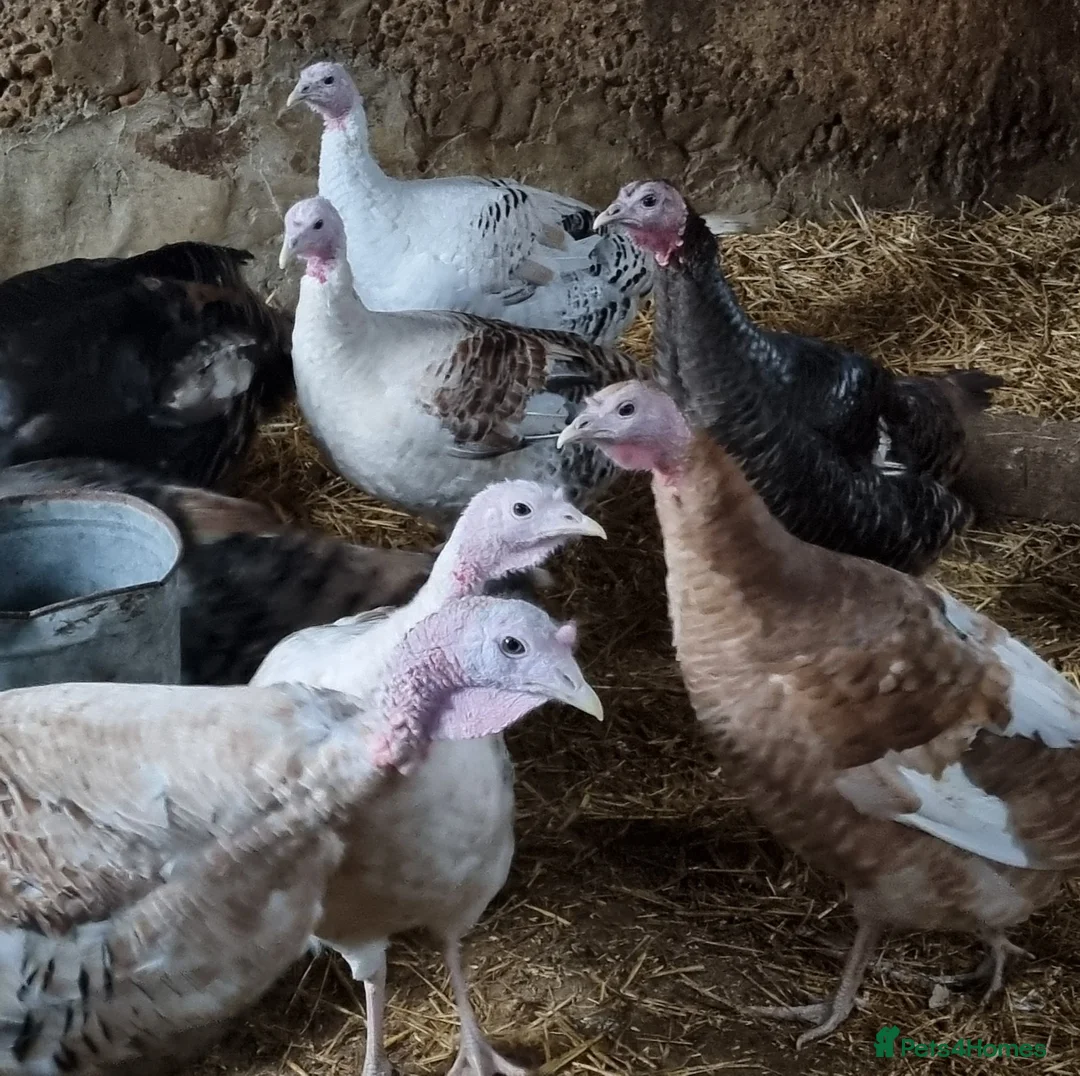 Turkeys poultry for sale: Turkey hens for sale  - Advert 1