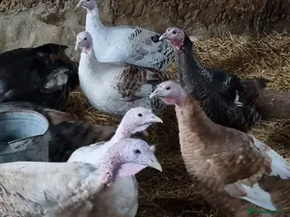 Turkeys poultry Turkeys for sale - Advert 8
