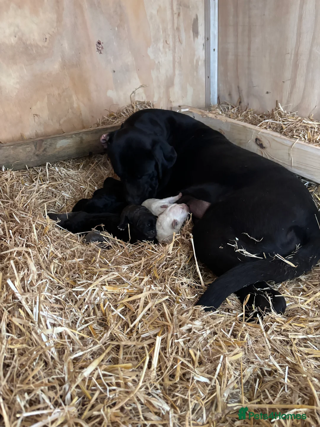 Cane Corso dogs for sale: Lo Raso Cane Corso UK Founder  in Leighton Buzzard - Advert 1