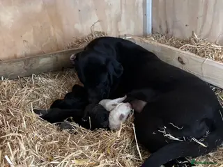 Cane Corso dogs Lo Raso Cane Corso UK Founder - Advert 2