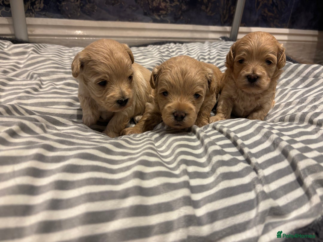 Maltipoo dogs for sale: Beautiful Maltipoo puppies for sale - Image 4