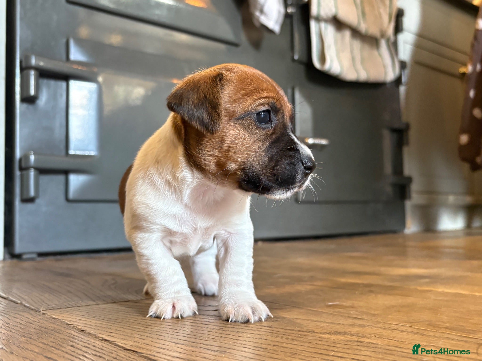Jack Russell dogs Delightful Miniature Jack Russell Pups - Advert 2
