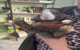 Mini Lop rabbits for sale: Mini Lops - Image 14