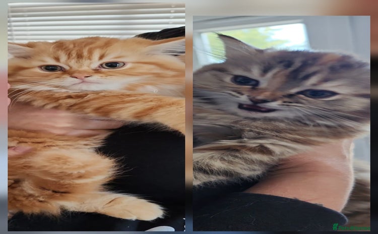 Persian cats - Advert 1