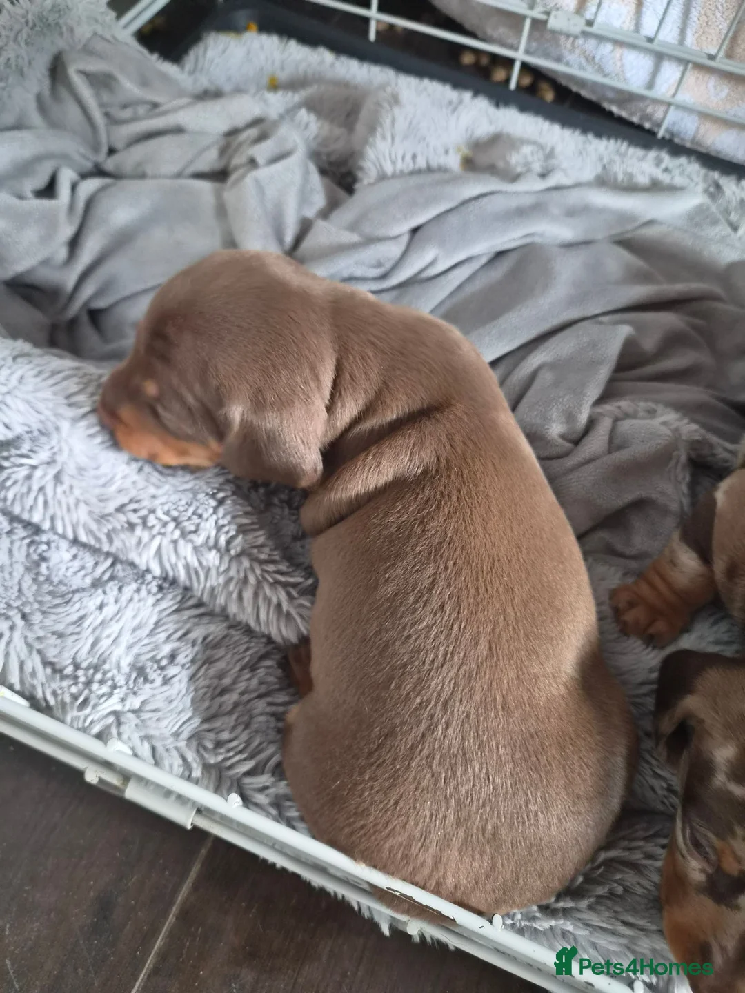 Miniature Dachshund dogs for sale: Gorgeous litter of miniature Dachshunds 🤎 - Advert 18