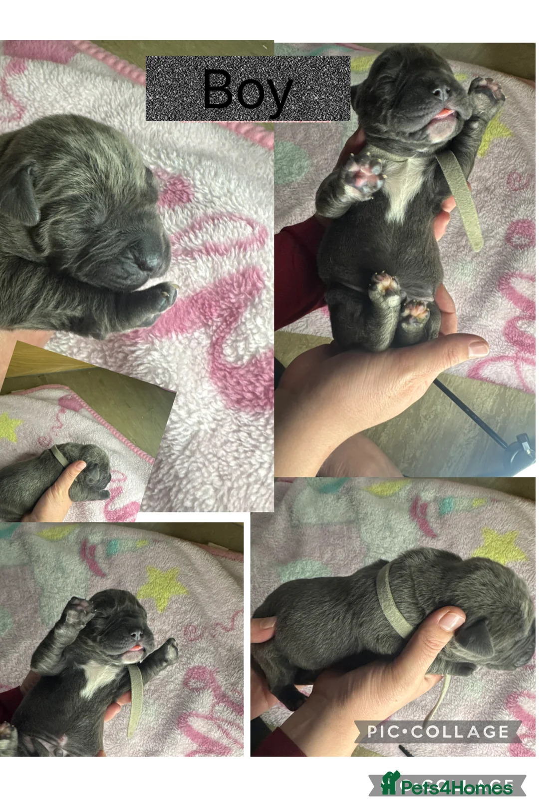 Cane Corso dogs for sale: Cane corso pups - Advert 6