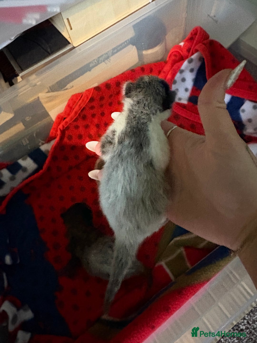 Mixed Breed cats for sale: 3 unusual colored kittens  - Image 6