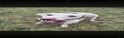 Labrador Retriever dogs for sale: 6 Labradors puppies - Advert 11