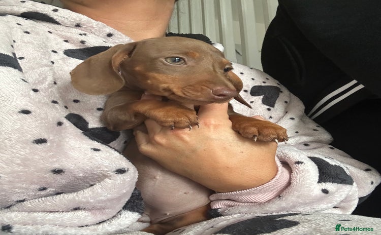 Miniature Dachshund dogs - Advert 1