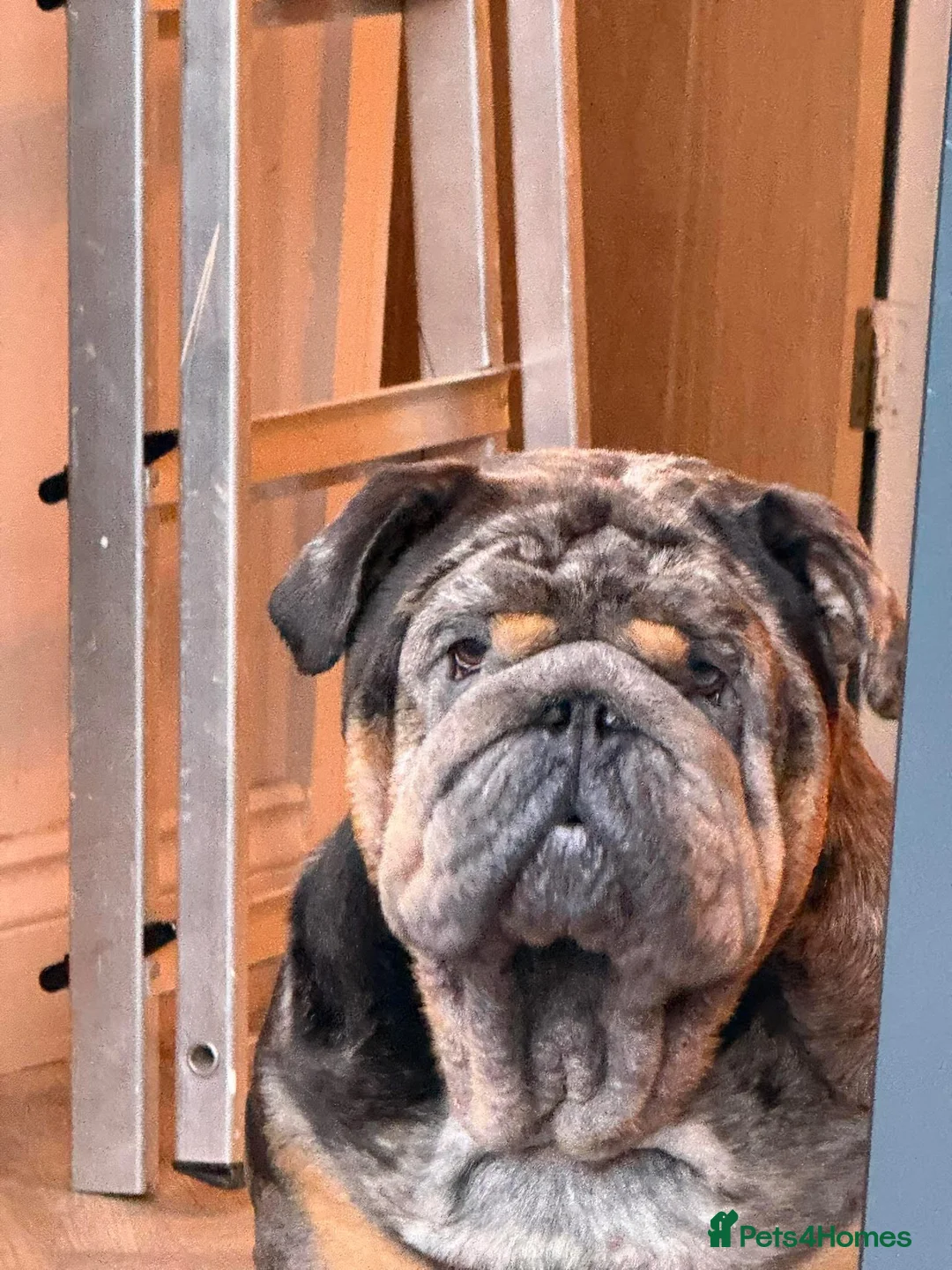 English Bulldog dogs for stud: Bugzy - Advert 1