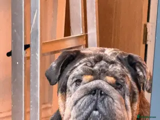 English Bulldog dogs Bugzy - Advert 6