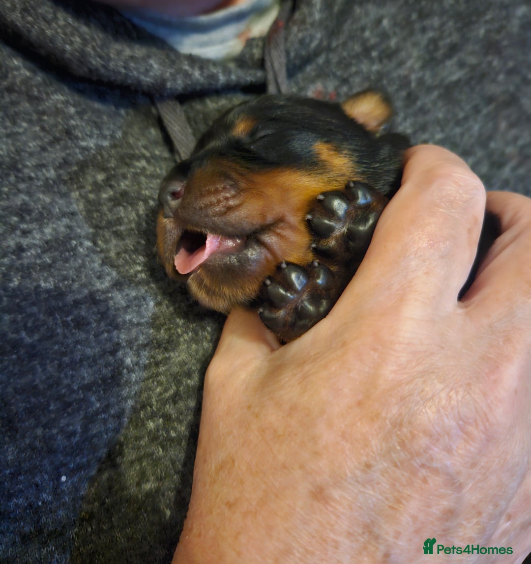 Rottweiler dogs for sale: KC Registered Rottweiler Puppies excellent lineage - Image 16