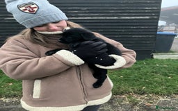 Cocker Spaniel dogs for sale: Cocker spaniel puppies - Image 6