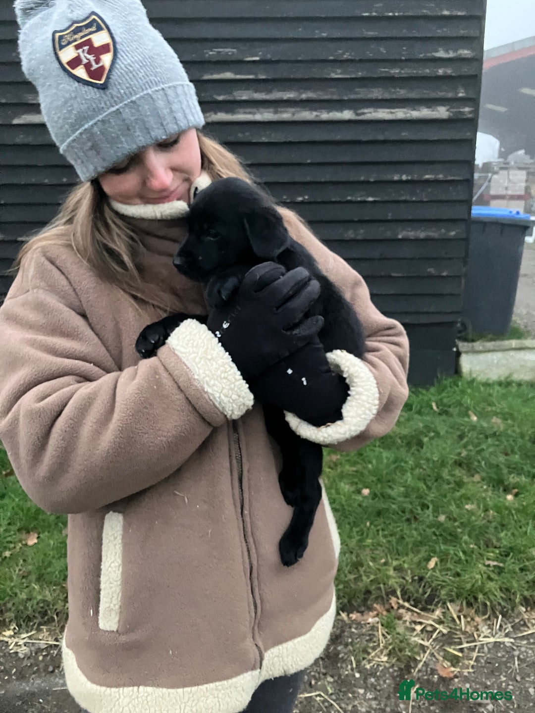 Cocker Spaniel dogs for sale: Cocker spaniel puppies - Image 6