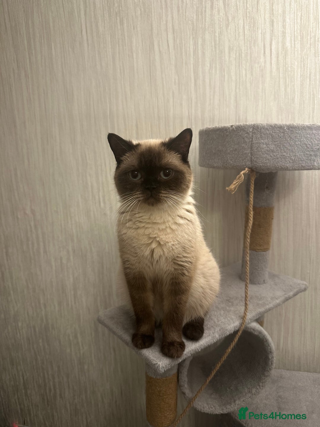 British Shorthair cats for sale: BeautifulGCCF Registered British Shorthair Kittens - Advert 6