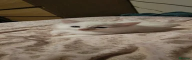 White kitten 3
