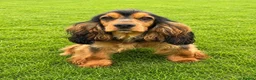 Cocker Spaniel dogs for sale: Sagrisieo’s KC Show type Cocker Spaniels - Advert 7