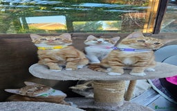 Mixed Breed cats for sale: 4 Ginger Kittens READY FOR A NEW HOME/WEST DRAYTO - Image 17
