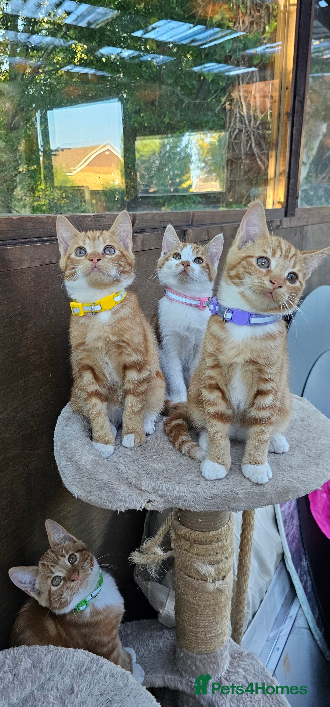 Mixed Breed cats for sale: 4 Ginger Kittens READY FOR A NEW HOME/WEST DRAYTO - Image 17