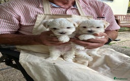 Mixed Breed dogs for sale: Tiny Korean Maltese / Havanese - Image 1