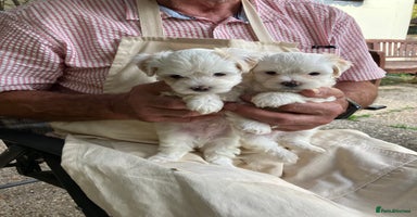 Mixed Breed dogs - Advert 12