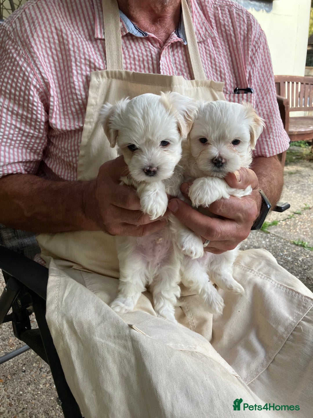 Mixed Breed dogs for sale: Tiny Korean Maltese / Havanese - Image 1
