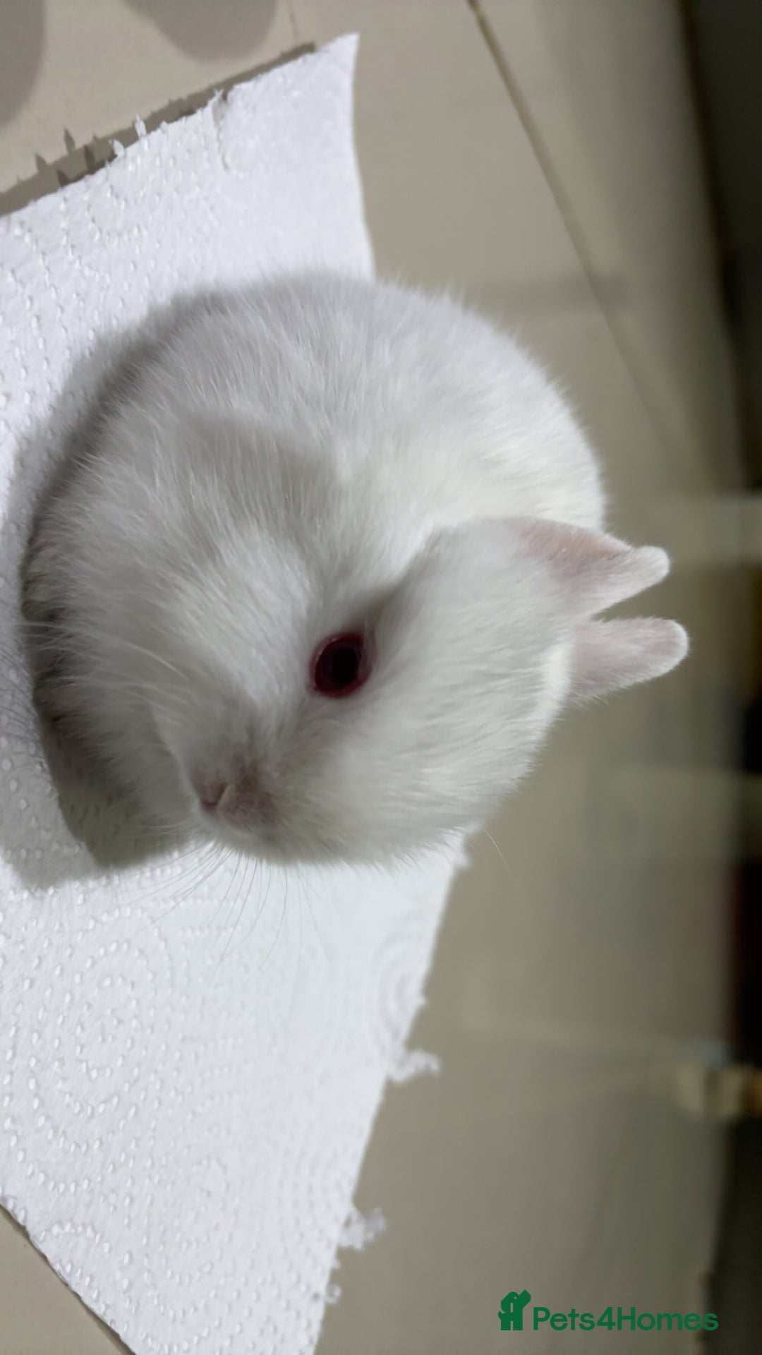 Netherland Dwarf rabbits for sale: Netherland Dwarf Bunnies  - Advert 4