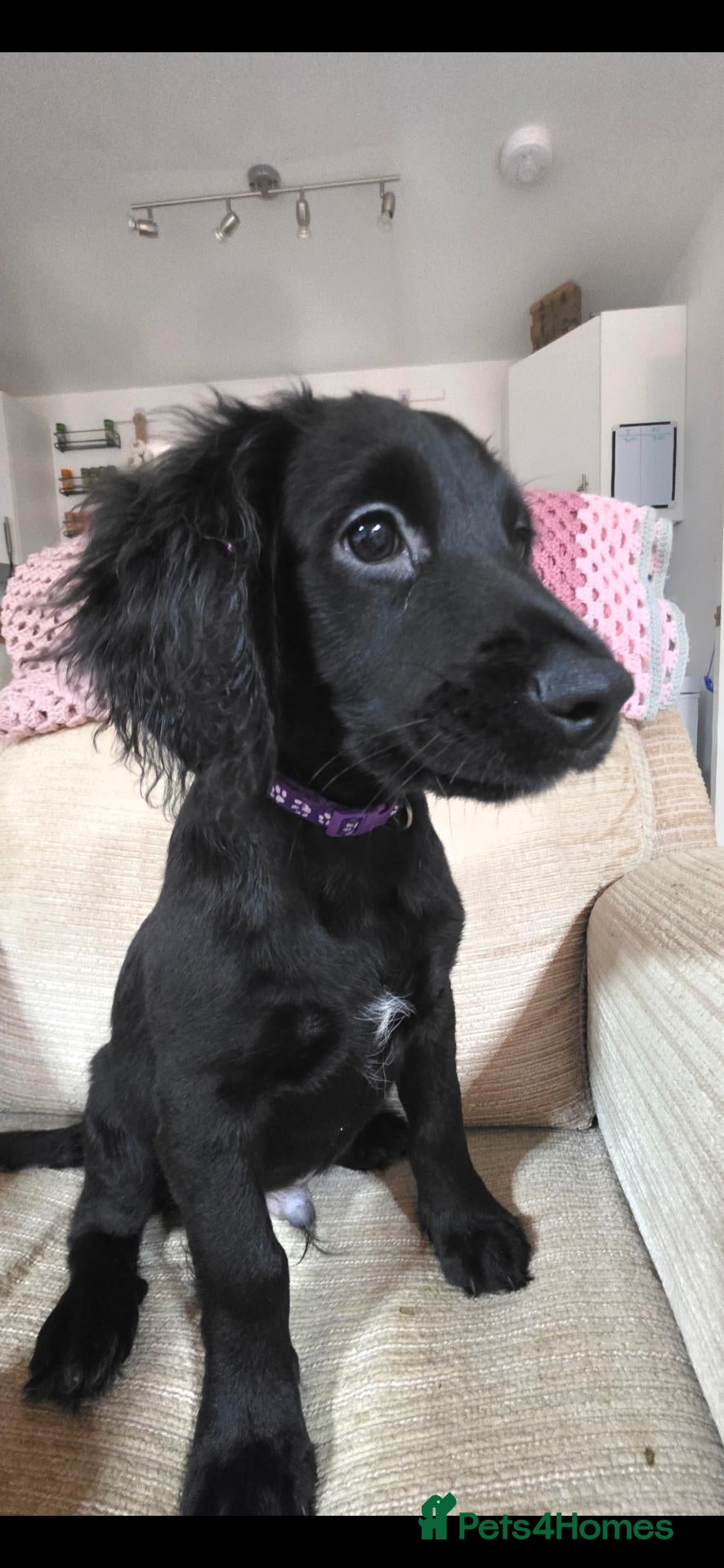 Mixed Breed dogs for sale: Australian Labradoodle X Working Cocker Spaniel  - Advert 1