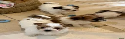 Morkie dogs for sale: RARE TOY Biewer Maltese (BIEWER MORKIE) - Advert 27