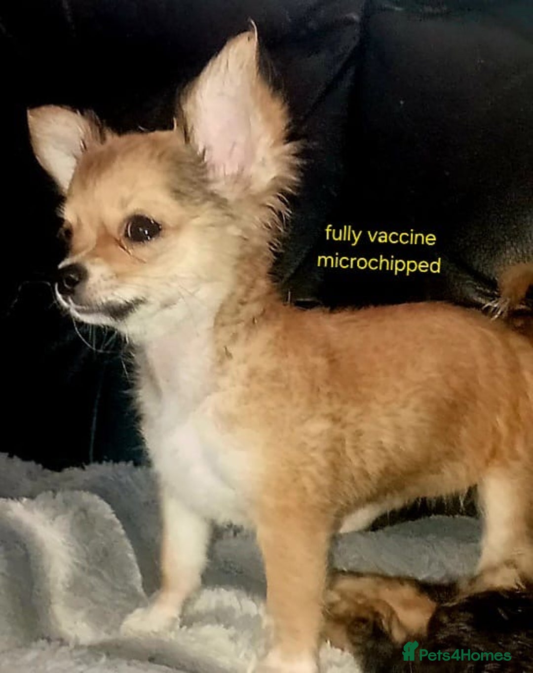Chihuahua dogs for sale: Chihuahua fluff balls  - Image 10
