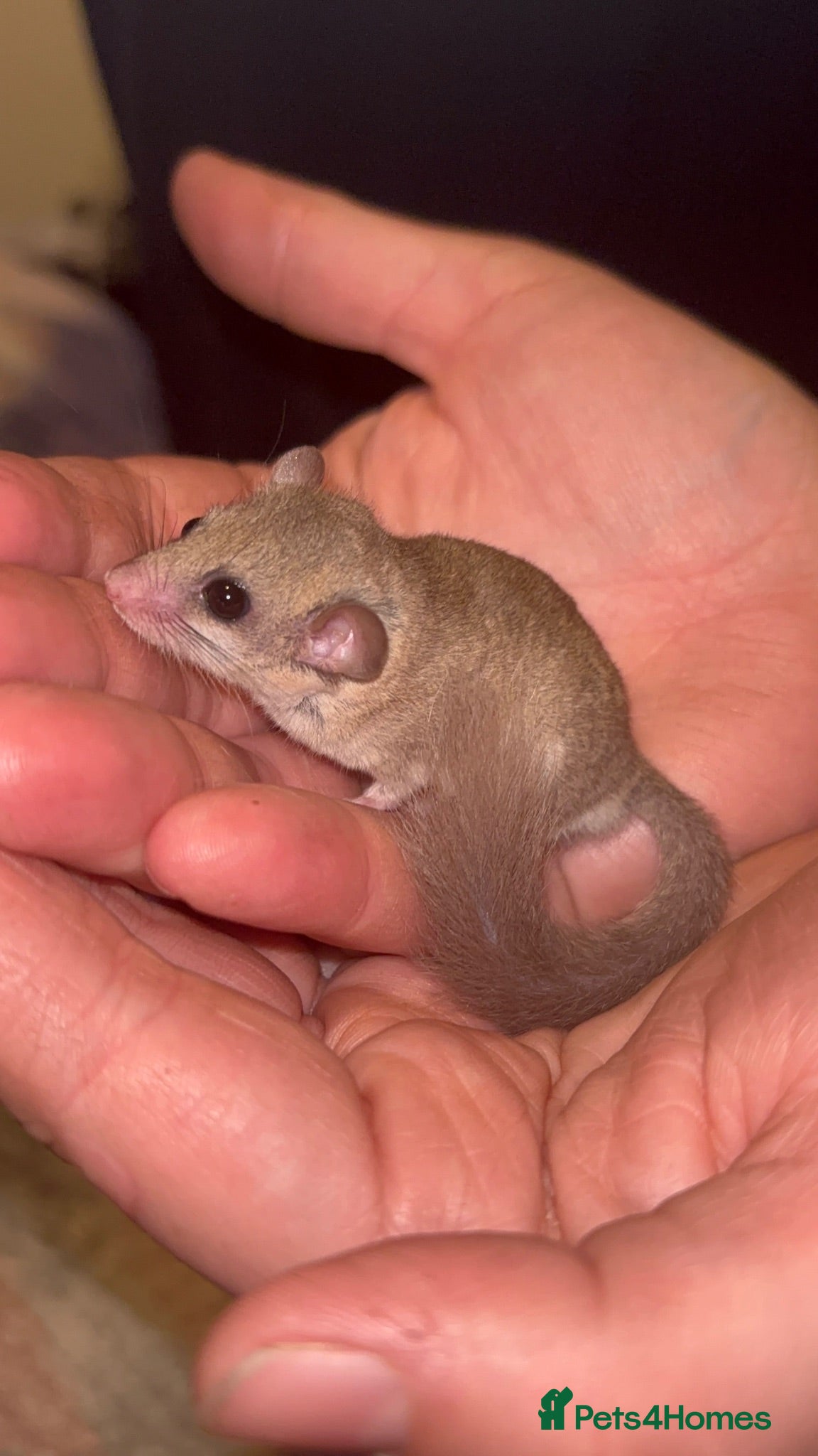 Hamster rodents 2 male African micro Doormice  - Advert 15