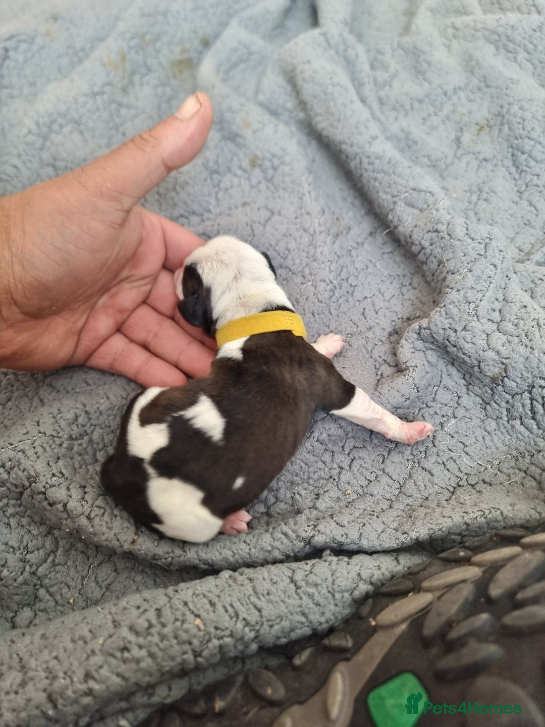 Mixed Breed dogs for sale: Cockerbull - Image 5