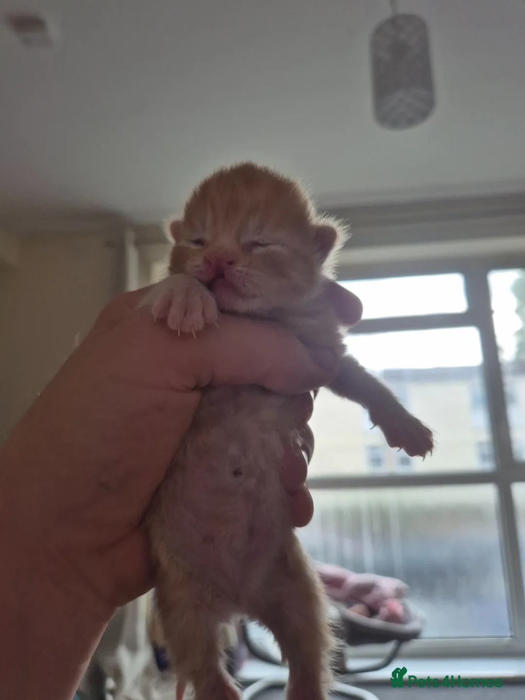 Mixed Breed cats for sale: 2 ginger male kittens in Ipswich - Advert 9