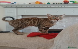 Bengal cats for sale: TICA Female Bengal HCM Tested Clear, Health-tested - Image 3