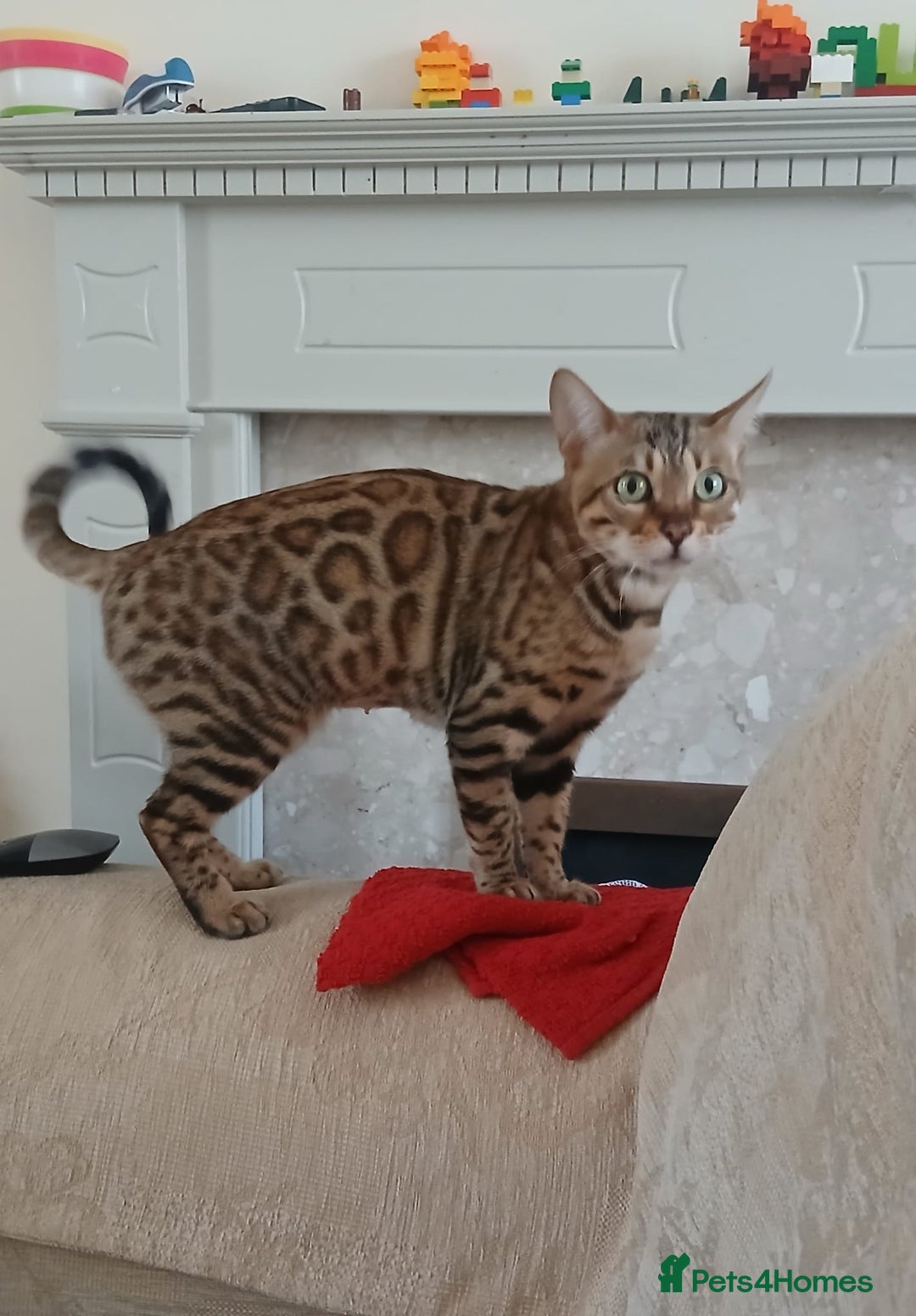 Bengal cats for sale: TICA Female Bengal HCM Tested Clear, Health-tested - Image 3