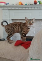 Bengal cats - Advert 10