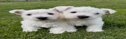 West Highland Terrier dogs for sale: Cute & Bouncy Westie Babes  - Advert 7