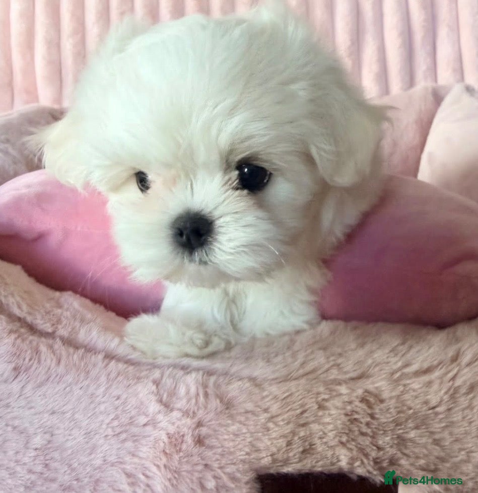 Maltese dogs Bambelina~ One Girl~Ready Now ~ Korean Maltese - Advert 1