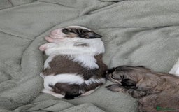 Shih Tzu dogs for sale: 4 beautiful shih tzu puppies 2 female 2 male - Image 10