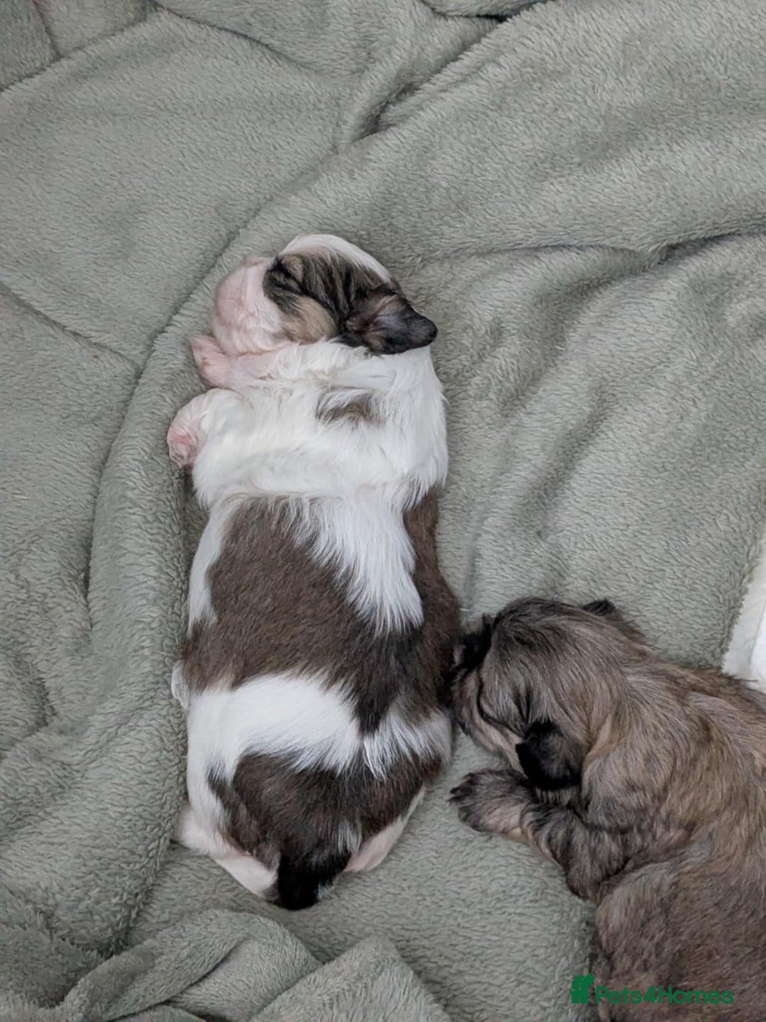 Shih Tzu dogs for sale: 4 beautiful shih tzu puppies 2 female 2 male - Image 10